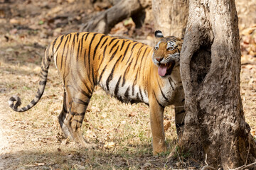 India, Madhya Pradesh, Kanha National Park. A female Bengal tiger sniffing the tree trunk and does a flehmen to better identify the smell.