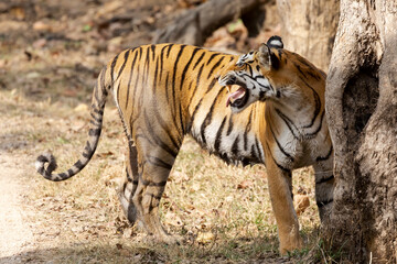 India, Madhya Pradesh, Kanha National Park. A female Bengal tiger sniffing the tree trunk and does a flehmen to better identify the smell.