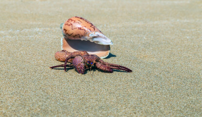 hermit crab changing shells.