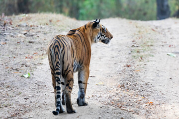 Fototapeta premium India, Madhya Pradesh, Kanha National Park. A female Bengal tiger walking down the road.