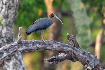 India, Madhya Pradesh, Kanha National Park. A red-naped ibis perching on a dead tree.
