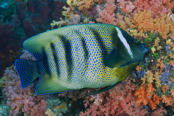 Naklejka na ściany i meble Indonesia, Papua, Raja Ampat. Underwater scenic of fish and coral.
