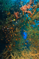 schooling cardinalfish and tropical fish hiding in Black Coral and sponges, Tulamben, North Bali, Indonesia