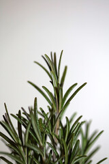 Rosemary aromatic plant Rosmarinus officinalis leaves close up family lamiaceae modern background high quality prints