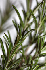 Rosemary aromatic plant Rosmarinus officinalis leaves close up family lamiaceae modern background high quality prints