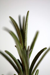 Rosemary aromatic plant Rosmarinus officinalis leaves close up family lamiaceae modern background high quality prints