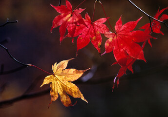 Japan, Honshu, Tochigi Pref., Nikko NP. Maples leaves take on vibrant colors in the fall in Nikko National Park in Japan. © Danita Delimont