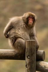 A Japanese macaque or snow monkey, sitting on a fence, scratching himself.