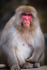 A female snow monkey, macaque sitting on a ledge looking, at Jigokudani Snow Monkey Park