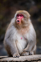 A female snow monkey, macaque sitting on a ledge calling, at Jigokudani Snow Monkey Park