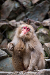 A juvenile macaque tucked into mother sitting on ledge at Jigokudani Snow Monkey Park, Japan