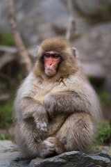 An adult macaque, snow monkey, sitting on a rock, elbows on knees, looking, at Jigokudani snow monkey park, Japan