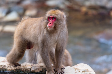 An adult male macaque, snow monkey, standing on the edge of the hot springs in Jigokudani Snow Monkey park, Japan