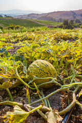 Organic melon farm, Marmara region, Turkey.