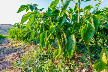 Organic green pepper farm, Marmara region, Turkey.