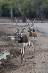 Three Impalas were walking on the side of the road.