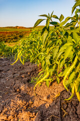 Organic green pepper farm, Marmara region, Turkey.