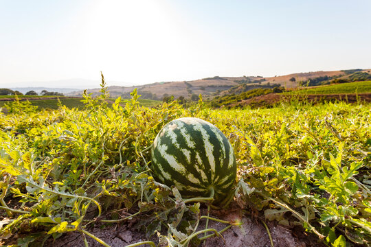 Organic watermelon farm, Marmara region, Turkey.