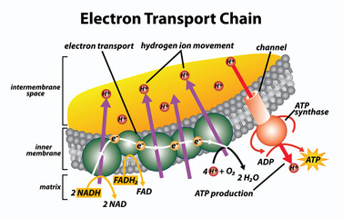 electron transport chain diagram drawing
