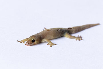 Dead lizard carcass isolated on white background