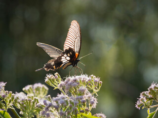 Vietnam, Pu Luong Nature Reserve. Swallowtail butterfly on a flower.