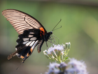 Fototapeta na wymiar Vietnam, Pu Luong Nature Reserve. Swallowtail butterfly on a flower.