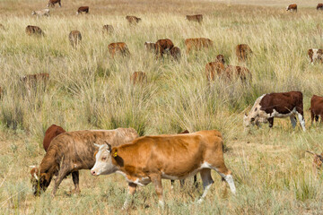 Cattle on the grassland, Almaty, Kazakhstan