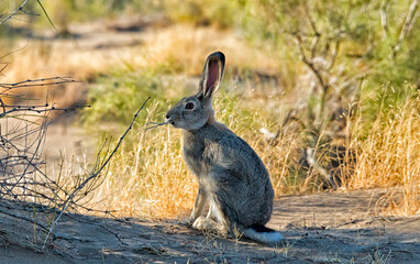 Rabbit in Altyn-Emel National Park, Kazakhstan