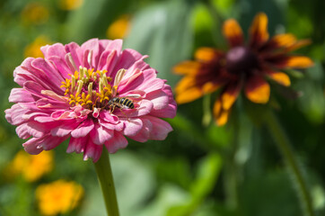 Obraz premium a bee drinks nectar from a pink flower on a summer day
