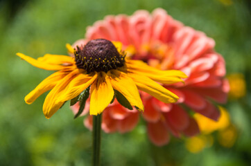 yellow and pink flowers in the foreground surrounded by a green background