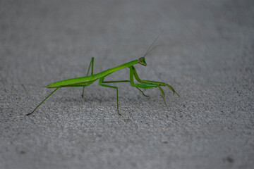 Praying Mantis