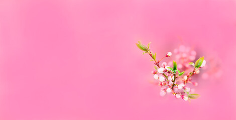 Fototapeta na wymiar cherry tree blooming banner. Pink copy space. apricot flowers branch background