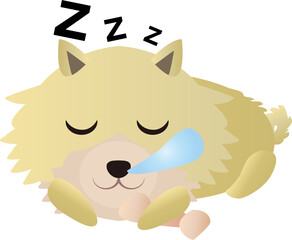 寝る可愛いポメラニアン