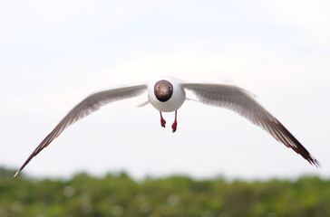 A Black-headed Gull in Flight