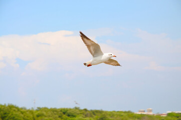 A Seagull on Air