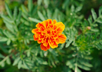 A Vibrant Yellow and Orange Flower