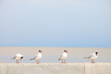 Black-headed Gulls on a Rail