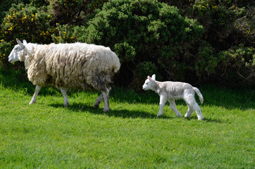 Obraz premium sheep and lambs