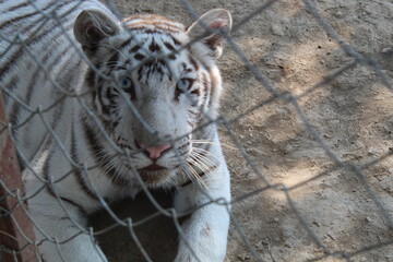 Tigre Blanco