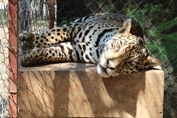 Leopardo © Adrian