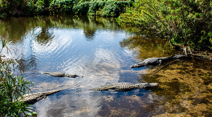 Lake full of Alligators in the Everglades 
