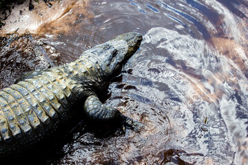 Alligator in the marsh 