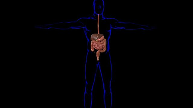 Human Digestive System Anatomy For Medical Concept 3D