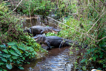 Two alligators in the Florida swamp