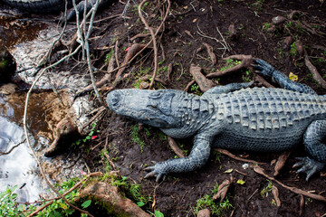 Alligator in the Florida swamp 