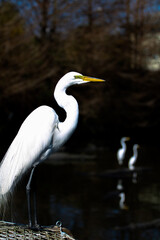 Florida great white egret 