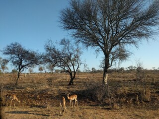 impala in the savannah between trees