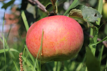 ripe juicy red apple fruit grows on a tree in the garden