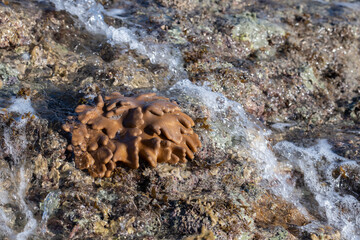 Western Australia, Kimberley, Montgomery Reef. Detail of soft coral that's only exposed during low tide conditions.