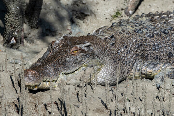 Western Australia, Kimberley Coast, Hunter River, Porosus Creek. Large male (3.5-4 meters) saltwater crocodile on mangrove mud flats.